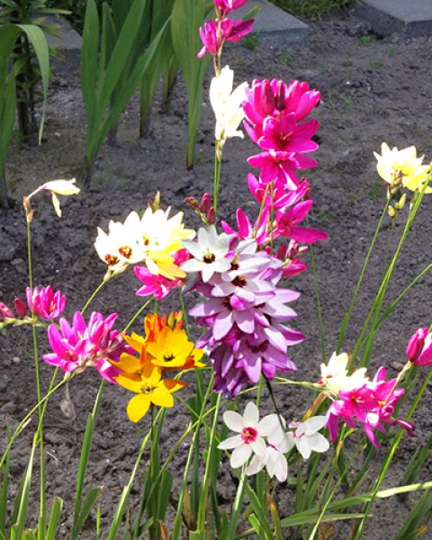 Ixia Mix